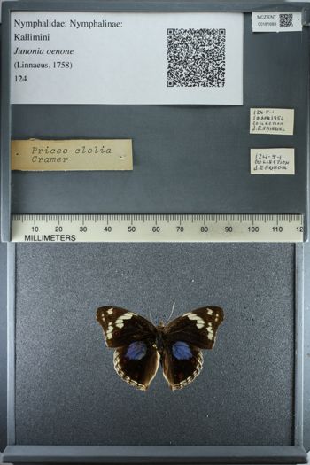 Media type: image;   Entomology 181683